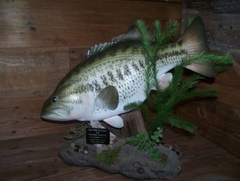 Closed Mouth, Closed Gill Largemouth Bass Replica in Small Table  Scene
