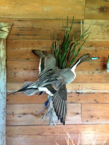 Pintail Drake Flying
