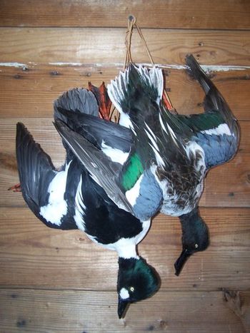 Goldeneye Drake and Shoveler Drake Deadmounts
