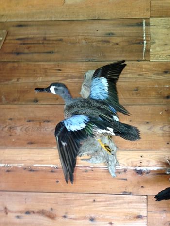 Blue Wing Teal
