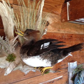 Hen Hooded Merganser
