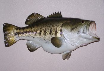 Largemouth Bass Replica
