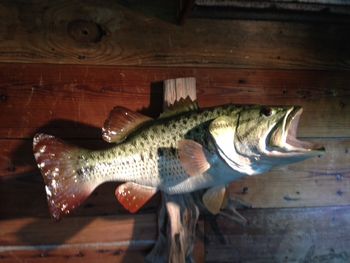 8.75 lb. Bass Replica
