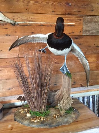 canvasback duck mounts