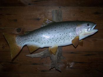 Cutthroat Trout Replica
