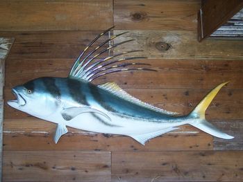 Roosterfish Replica
