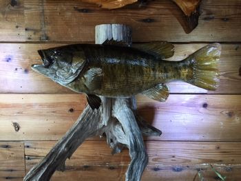 Smallmouth Bass
