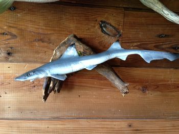 Baby Blacktip Shark Replica
