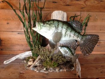 White Crappie Replica with Crappie Baitfish
