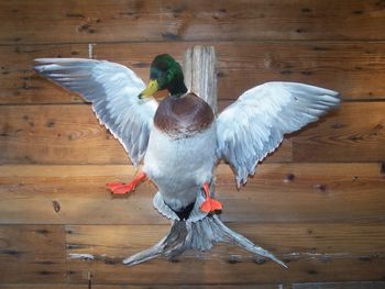 Mallard Drake Cupped Wings
