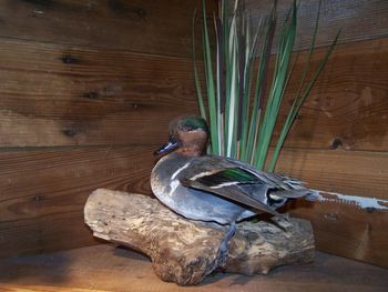 Greenwing Teal Drake with Wing out and Foot extended
