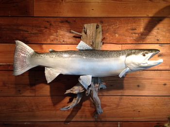 Steelhead Replica
