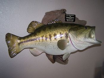 Largemouth Bass Replica w/ Driftwood
