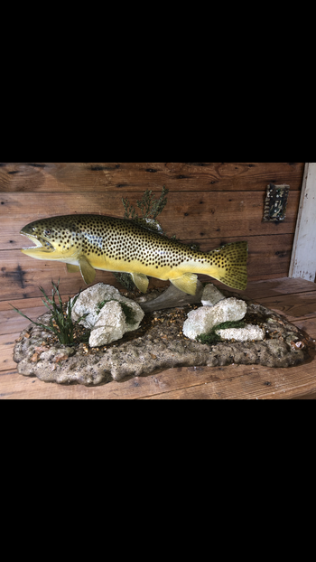 Brown Trout with rock scene
