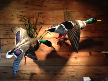 2 Drake Mallards
