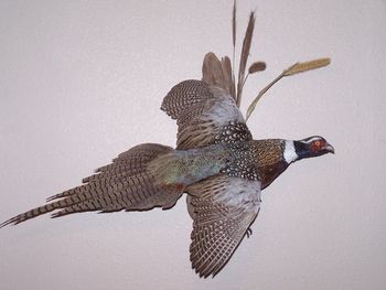 Pheasant w/ Wall Habitat
