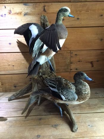 Widgeon Pair
