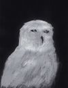 Unimpressed Owl (8x10" original)