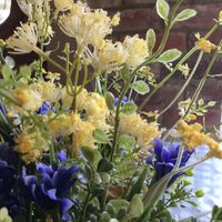 Wildflower Potted Meadow - Cotswolds (for UK customers)