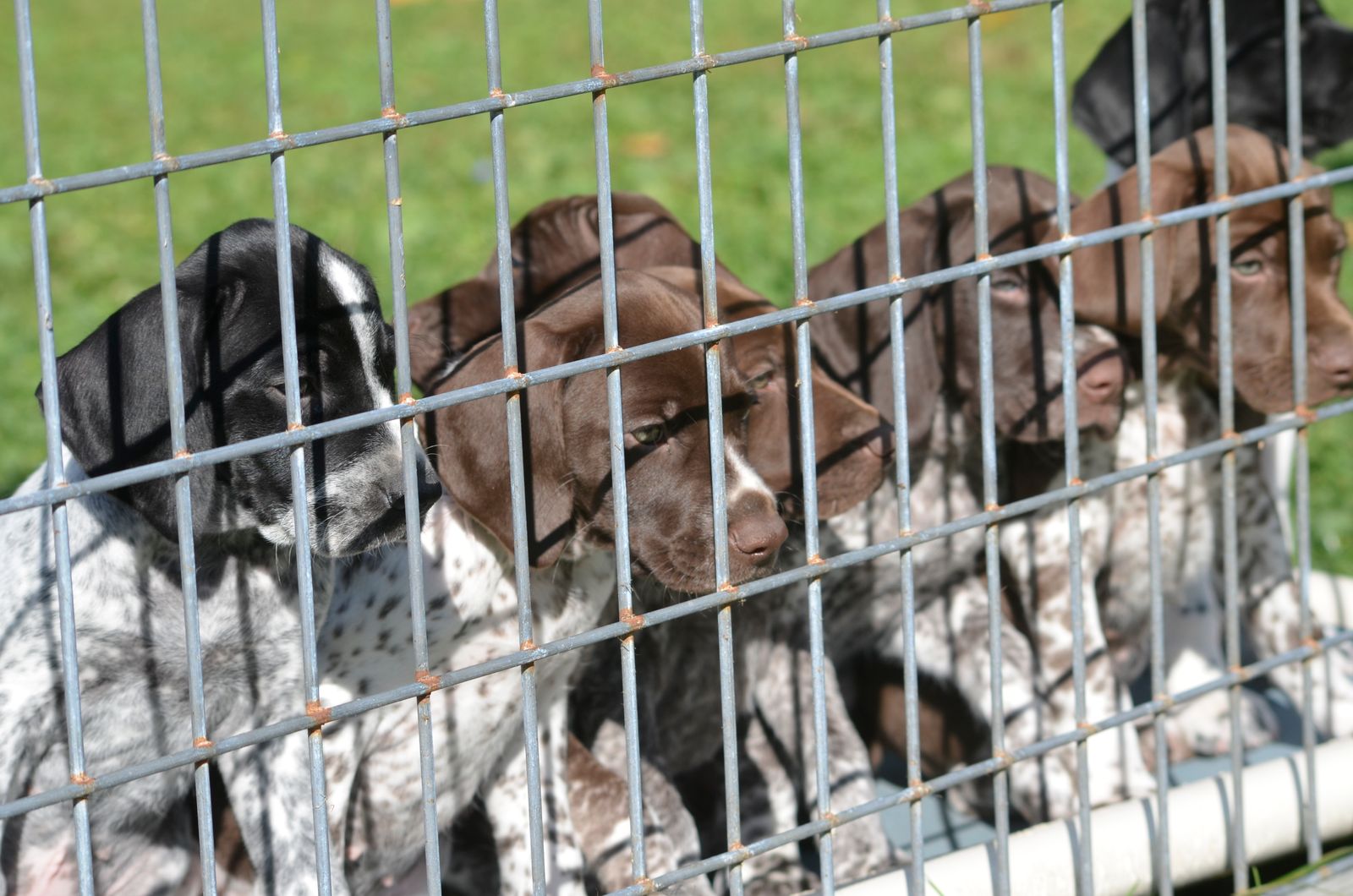 Crystal Ridge Kennels Crystal Kennels - LITTERS