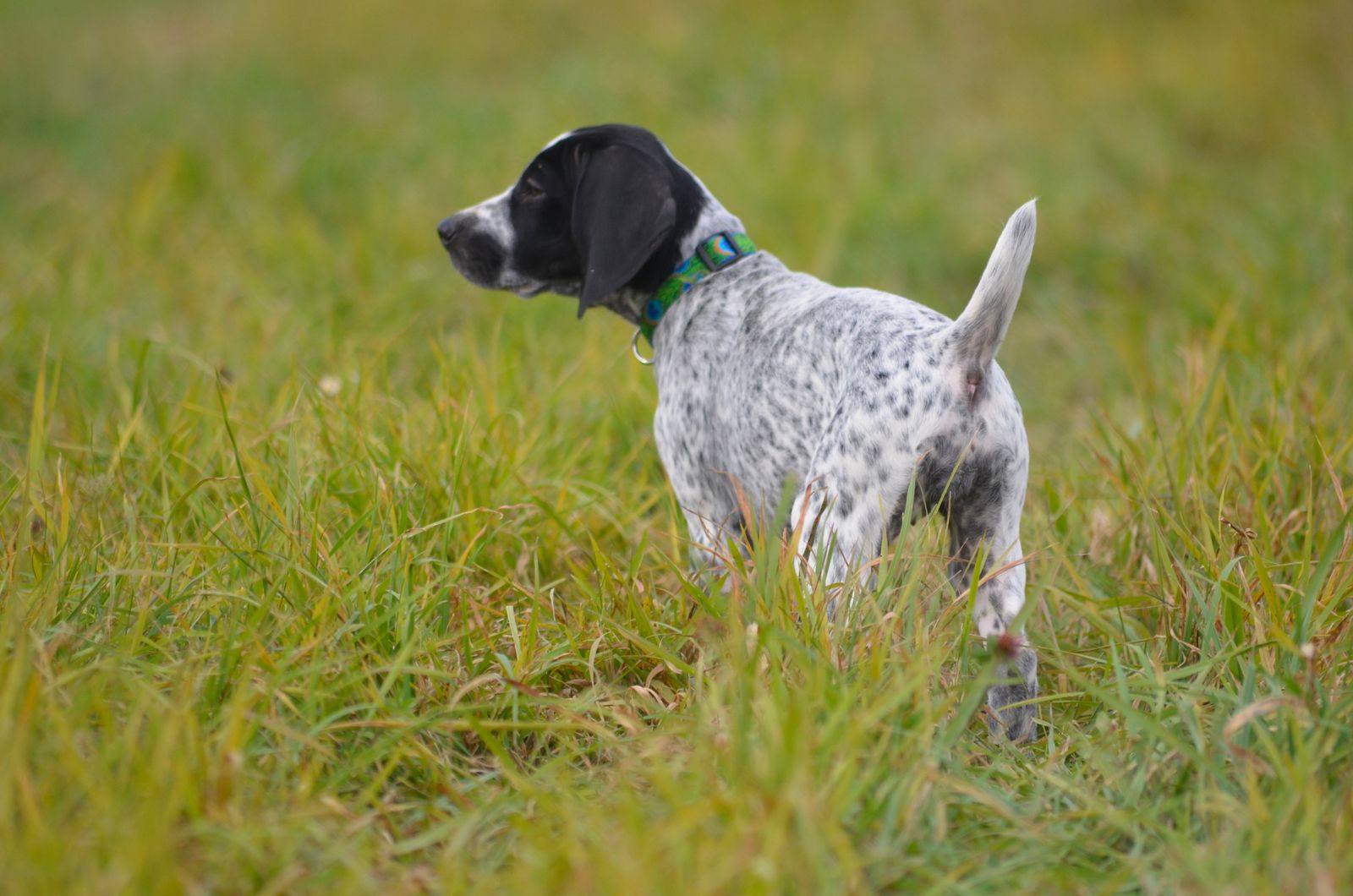 Crystal Ridge Kennels Crystal Kennels - LITTERS