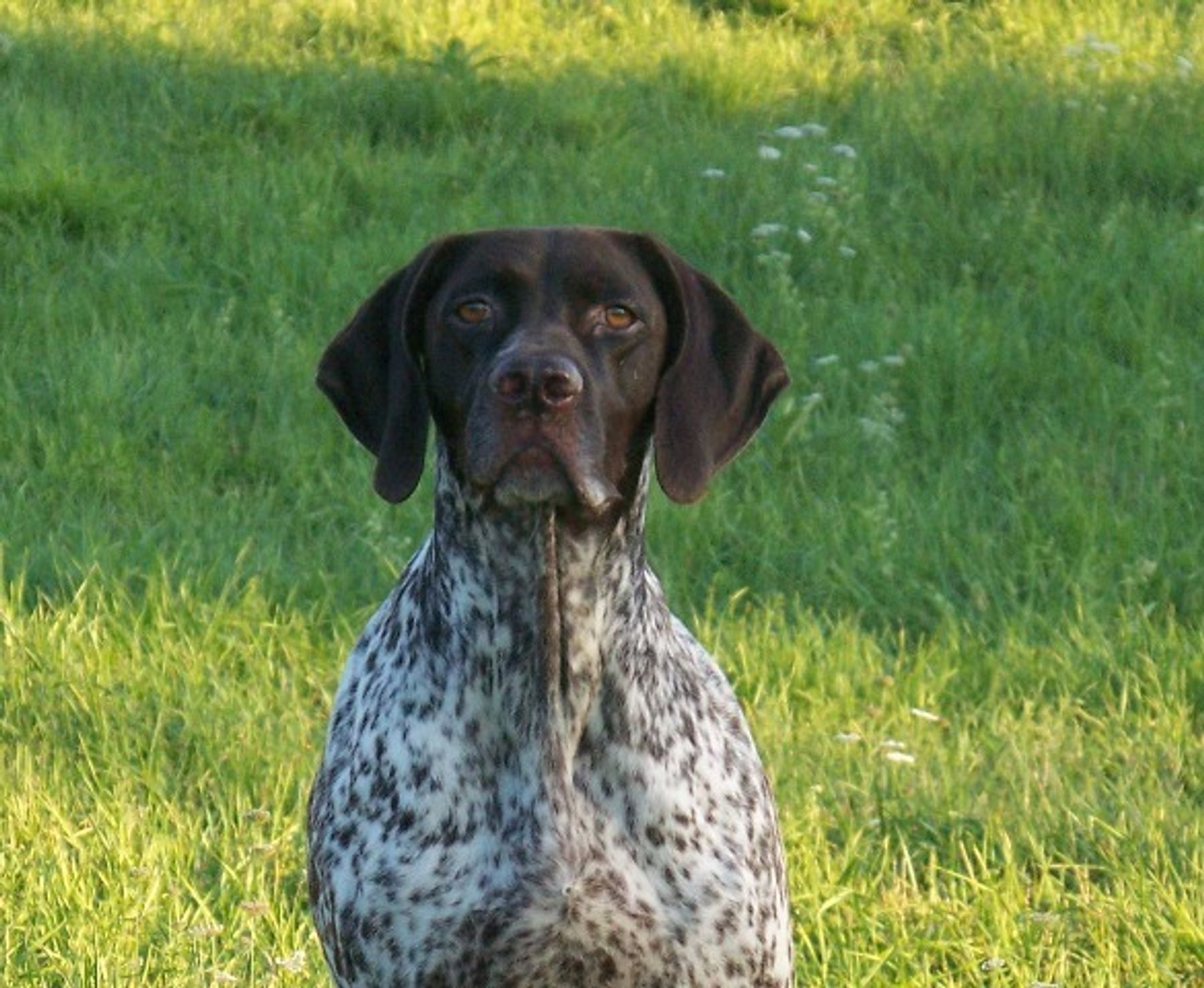 Crystal Ridge Kennels Crystal Kennels - Stud dogs