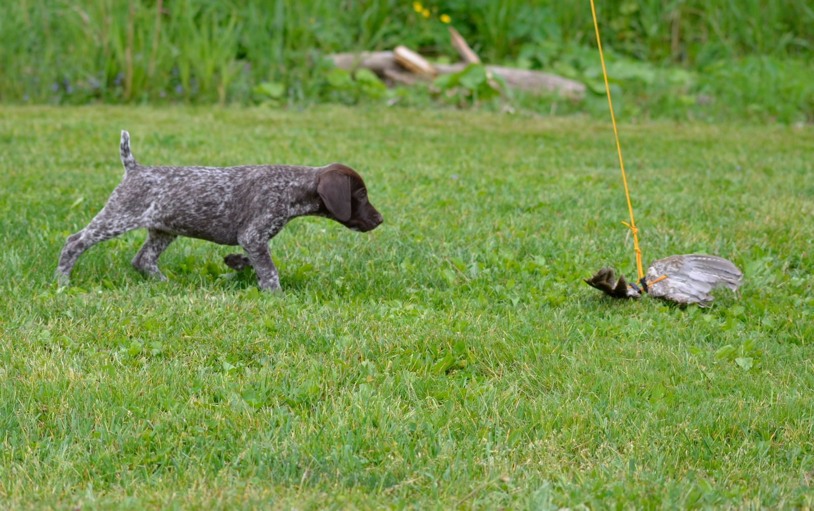 Crystal Ridge Kennels Crystal Kennels - Chili