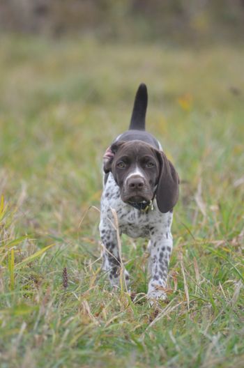 Crystal Ridge Kennels Crystal Kennels - LITTERS
