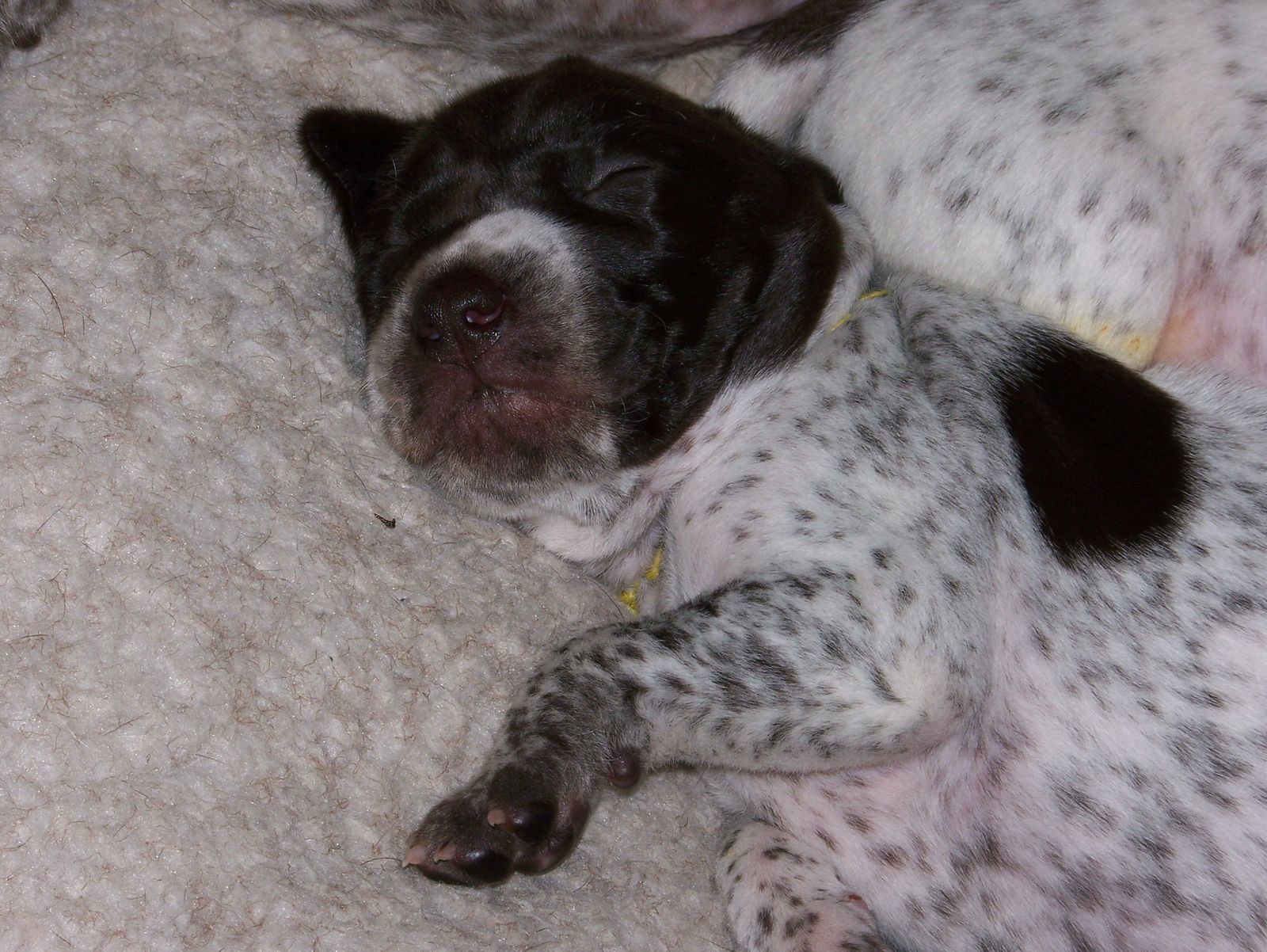 Crystal Ridge Kennels Crystal Kennels - LITTERS