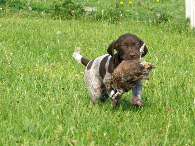 Crystal Ridge Kennels Crystal Kennels - LITTERS