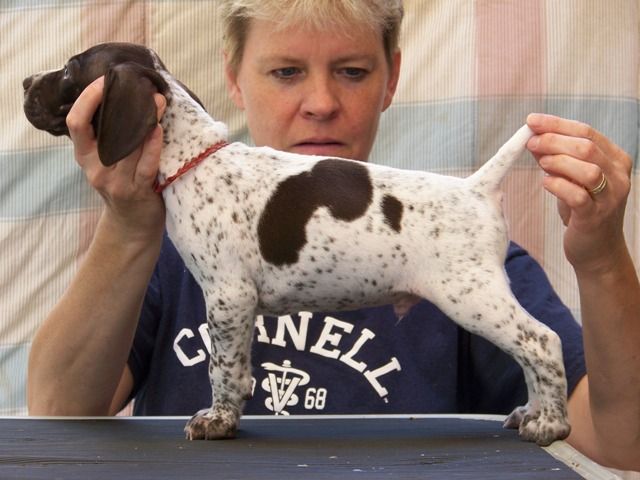 Crystal Ridge Kennels Crystal Kennels - LITTERS
