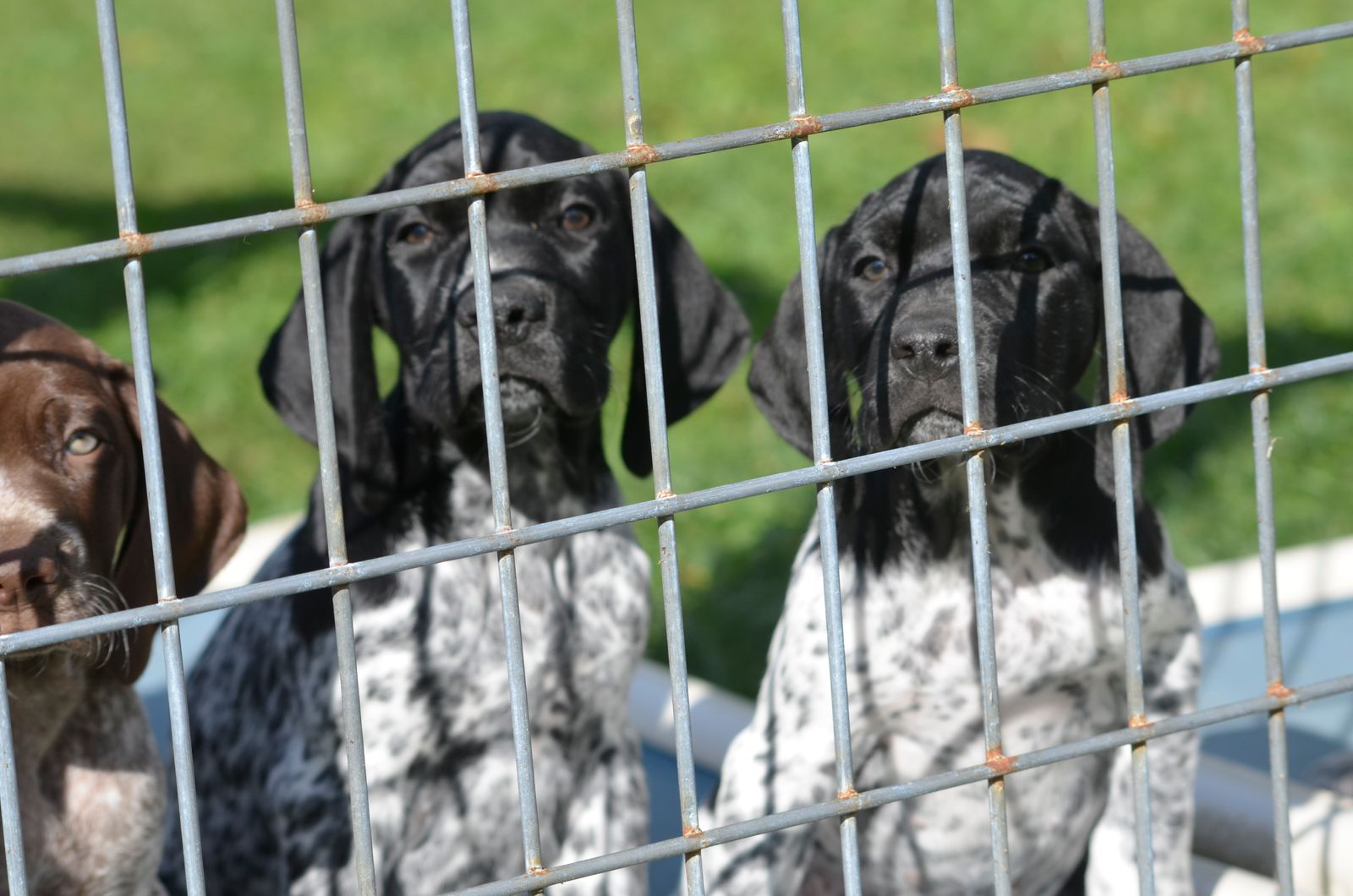 Crystal Ridge Kennels Crystal Kennels - LITTERS