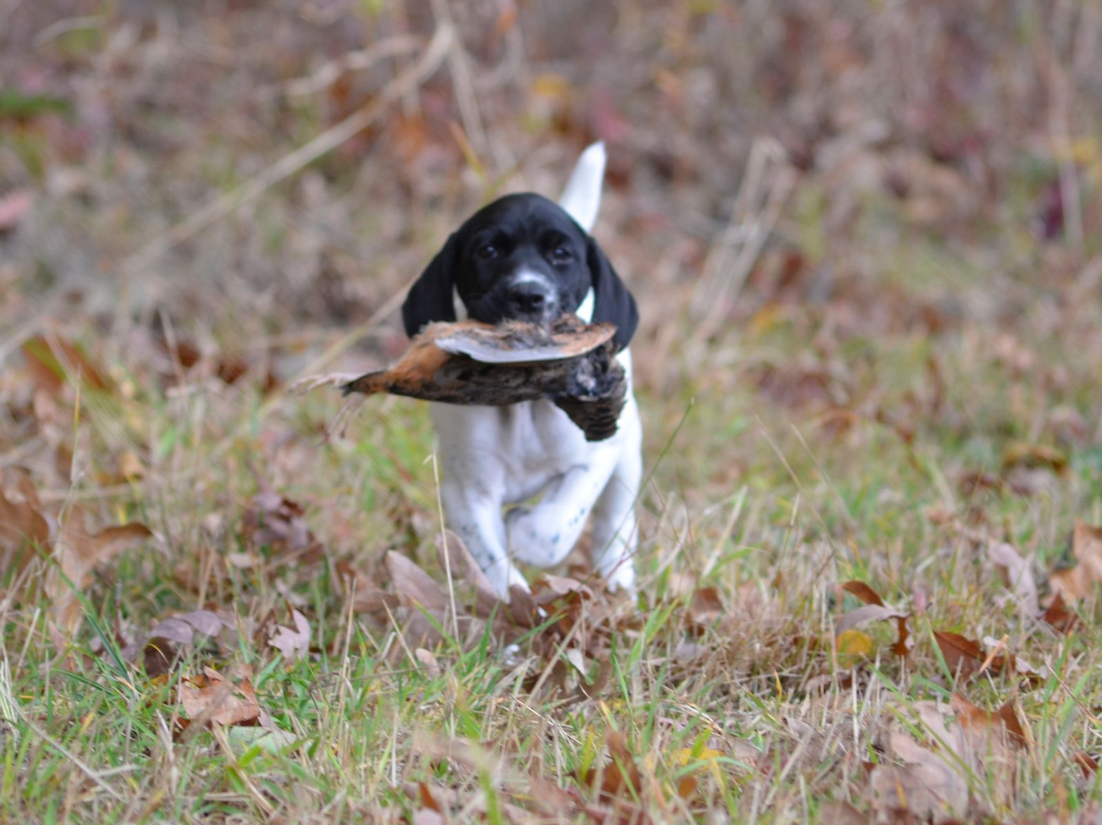 Crystal Ridge Kennels Crystal Kennels - LITTERS