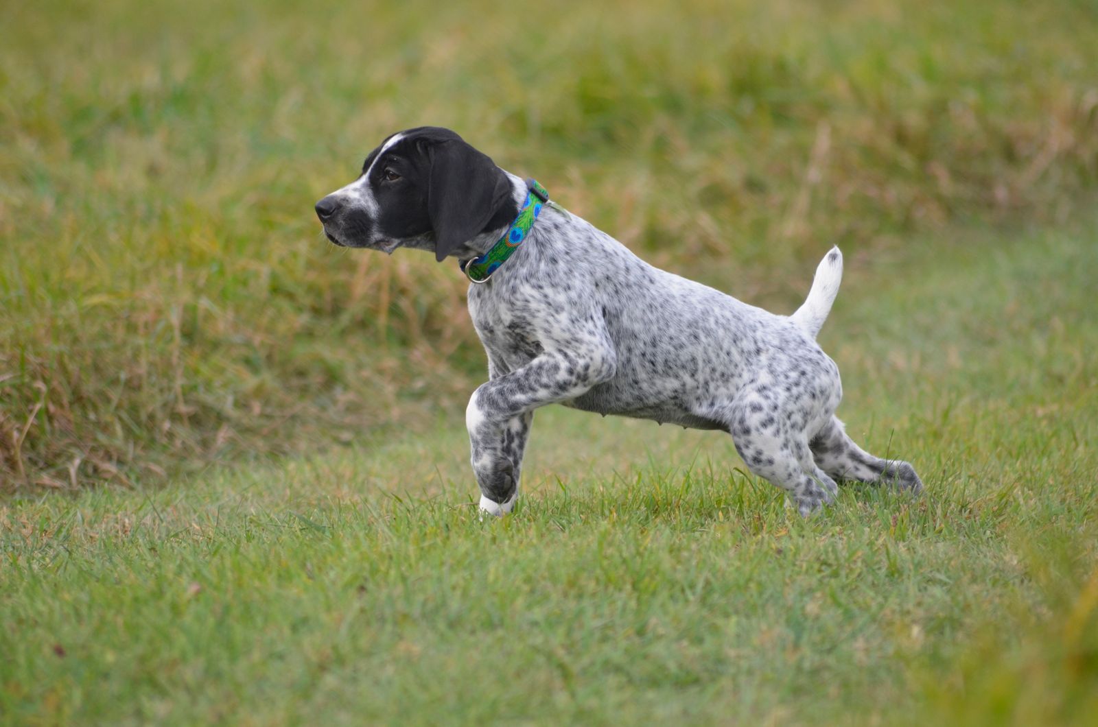 Crystal Ridge Kennels Crystal Kennels - LITTERS
