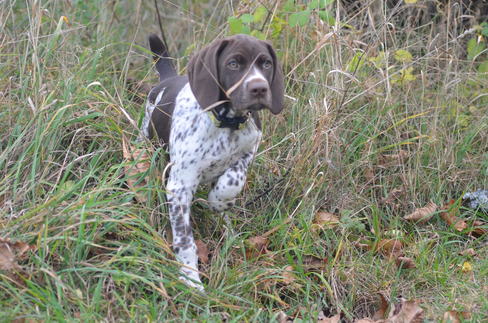 Crystal Ridge Kennels Crystal Kennels - LITTERS
