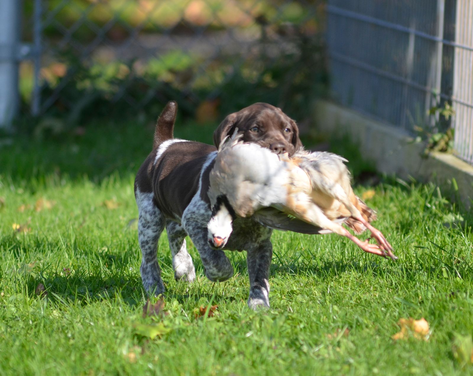 Crystal Ridge Kennels Crystal Kennels - LITTERS