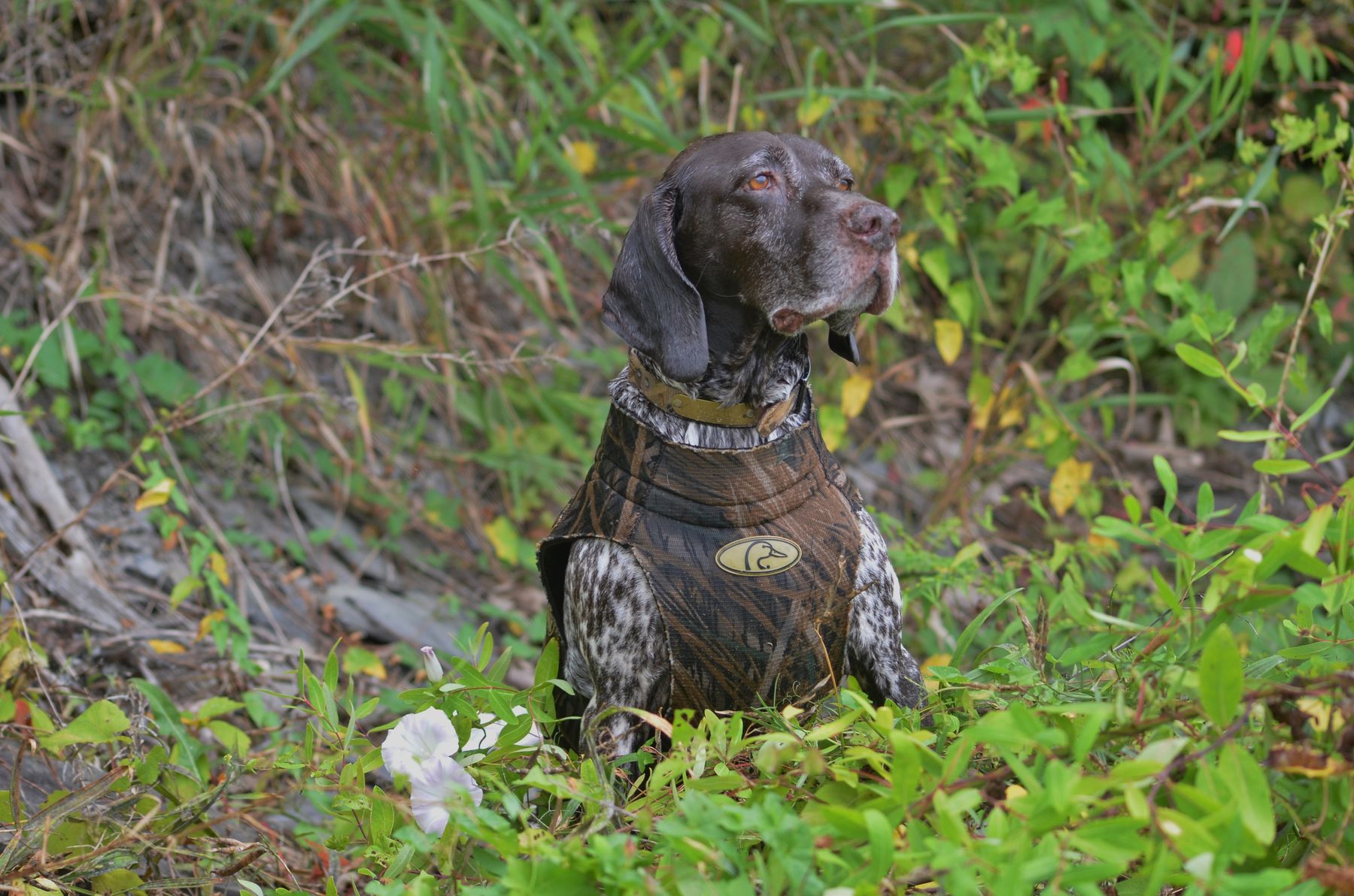 Pointer kennels 2025