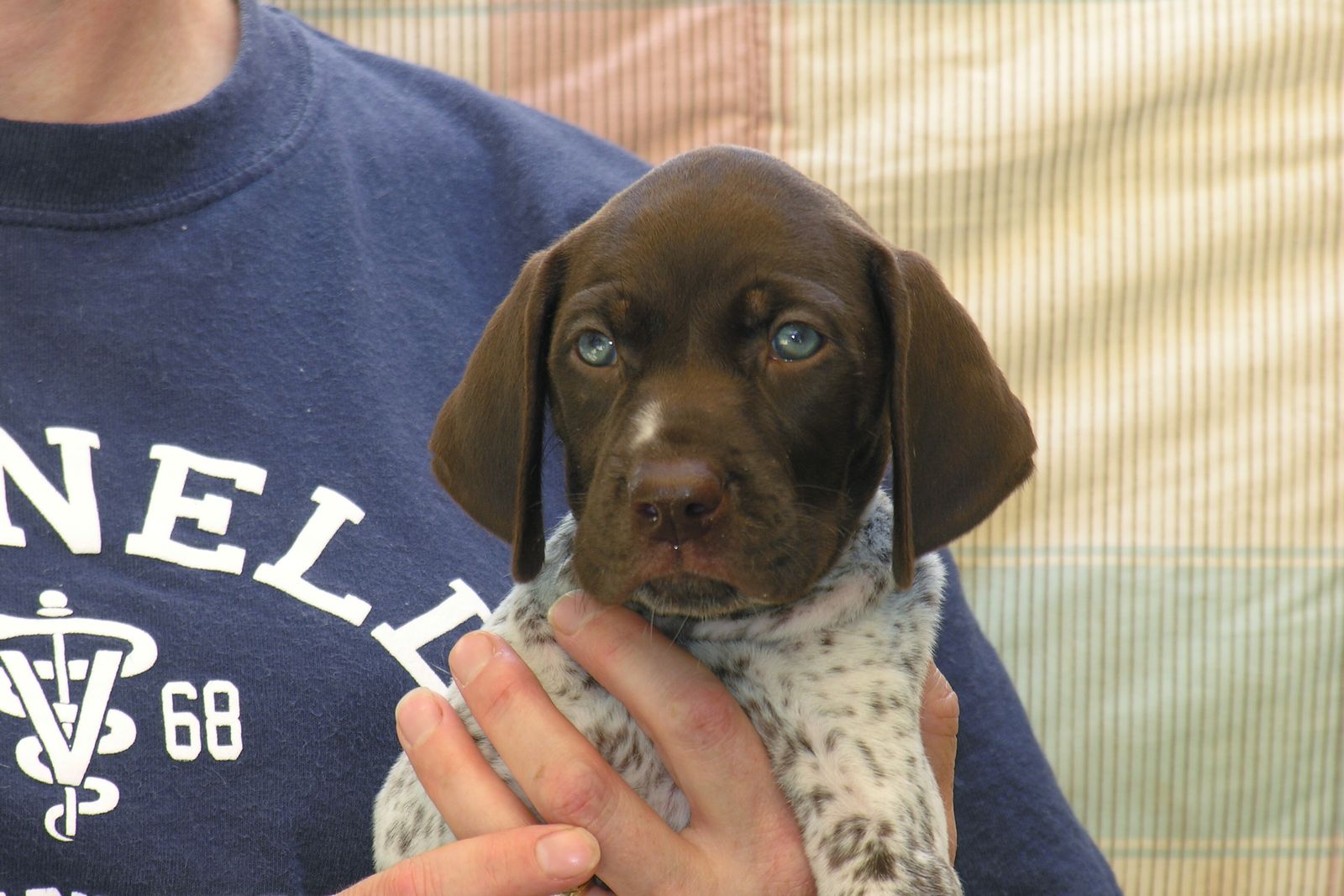 Crystal Ridge Kennels Crystal Kennels - LITTERS