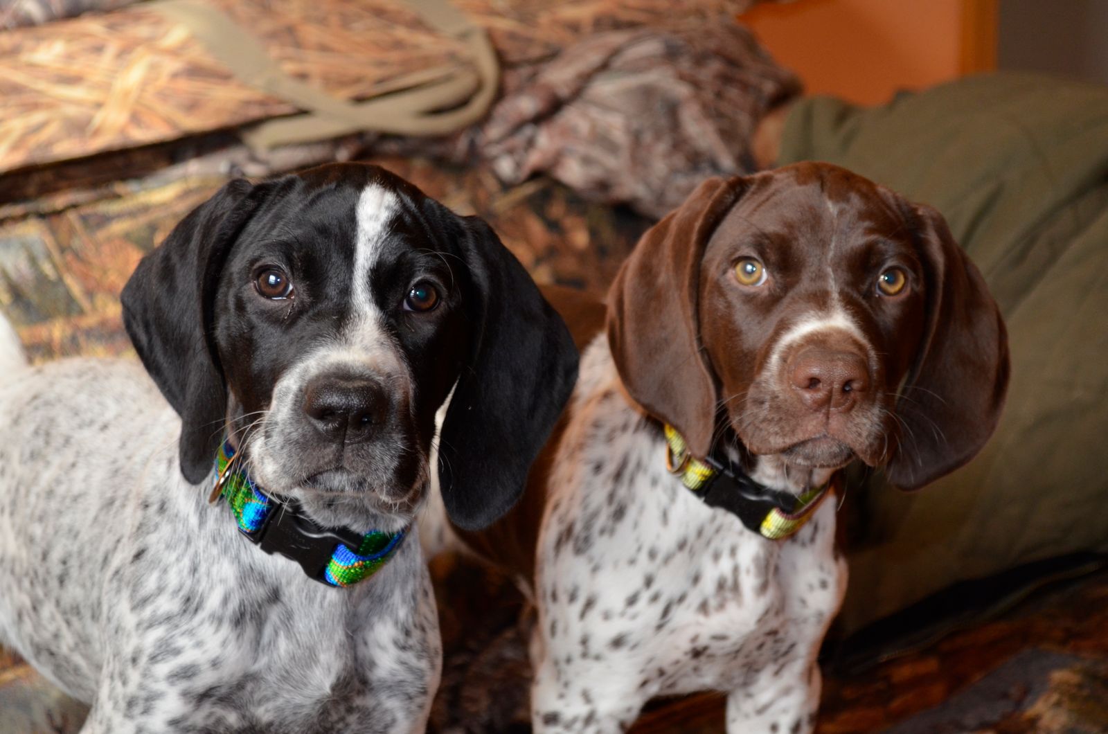 Crystal Ridge Kennels Crystal Kennels - LITTERS