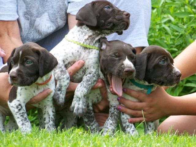 Crystal Ridge Kennels Crystal Kennels - LITTERS