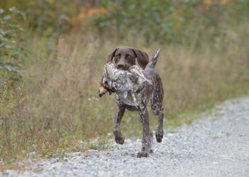 First Grouse retrieve 5 months
