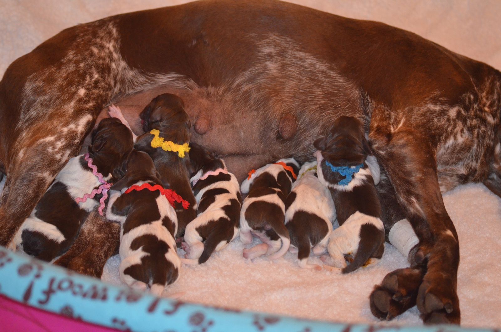 Crystal Ridge Kennels Crystal Kennels - LITTERS