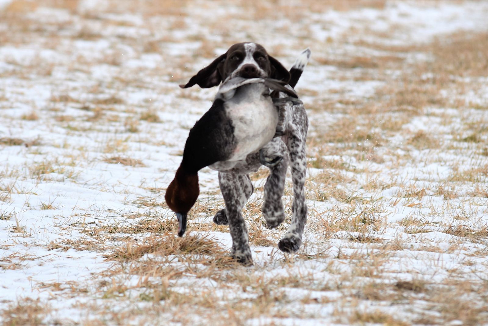 Crystal Ridge Kennels Crystal Kennels - LITTERS