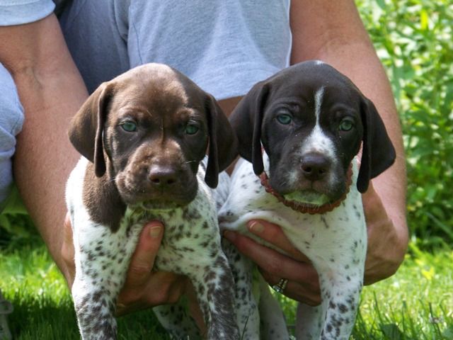 Crystal Ridge Kennels Crystal Kennels - LITTERS