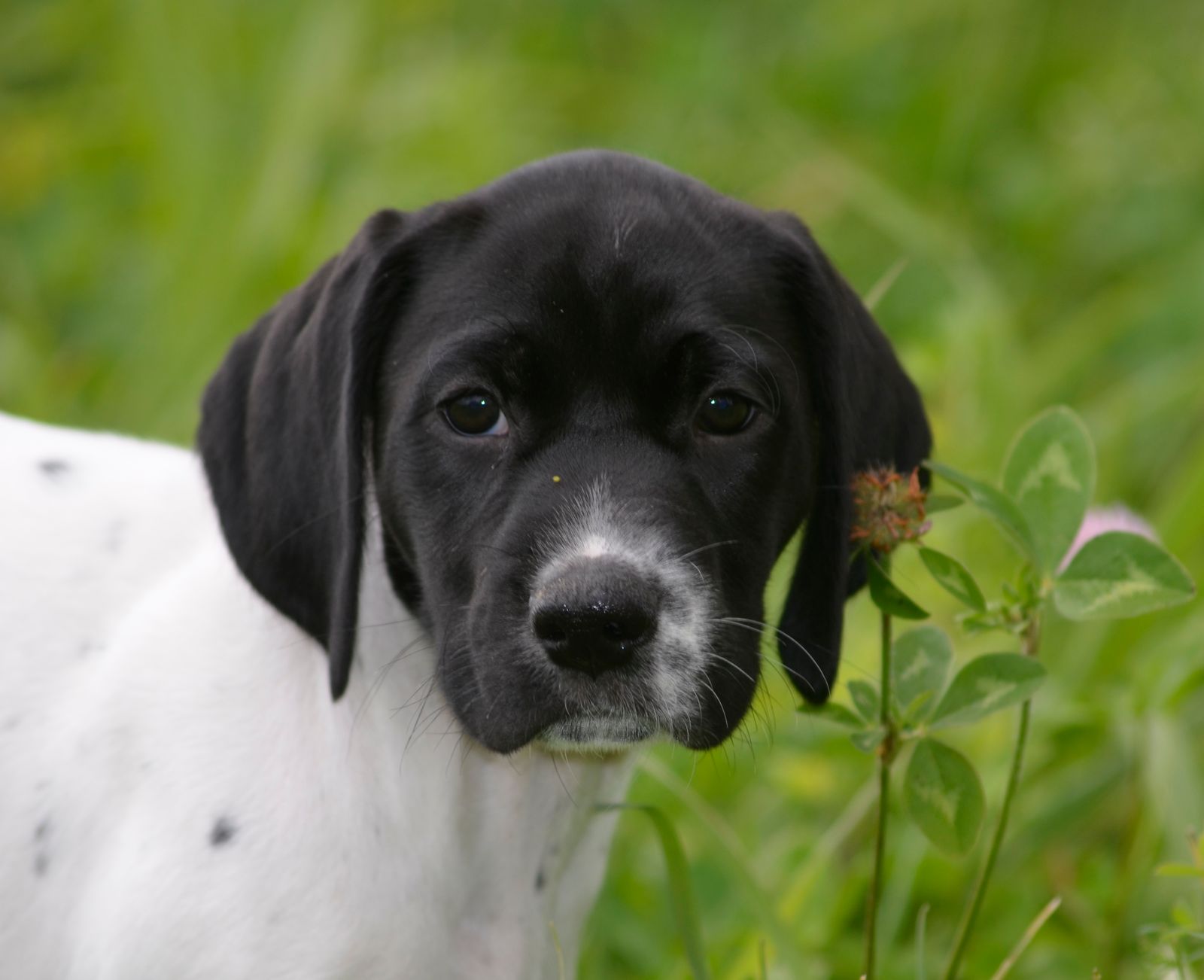 Crystal Ridge Kennels Crystal Kennels - LITTERS