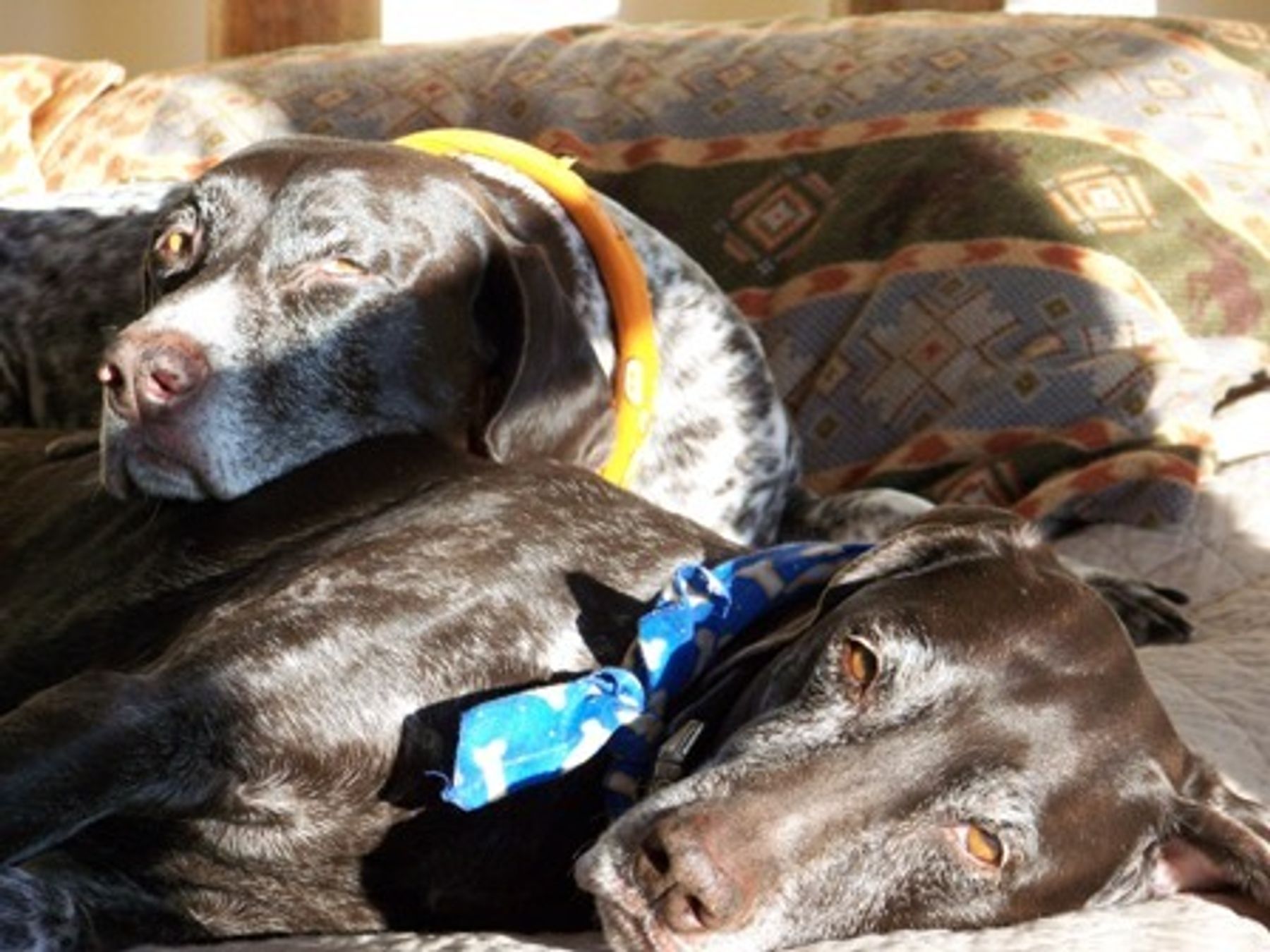 Crystal Ridge Kennels Crystal Kennels - Loving memory