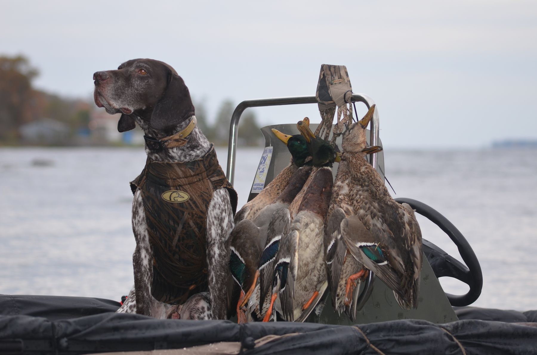 Pointer kennels shop