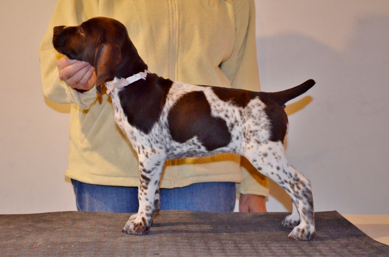 Crystal Ridge Kennels Crystal Kennels - LITTERS