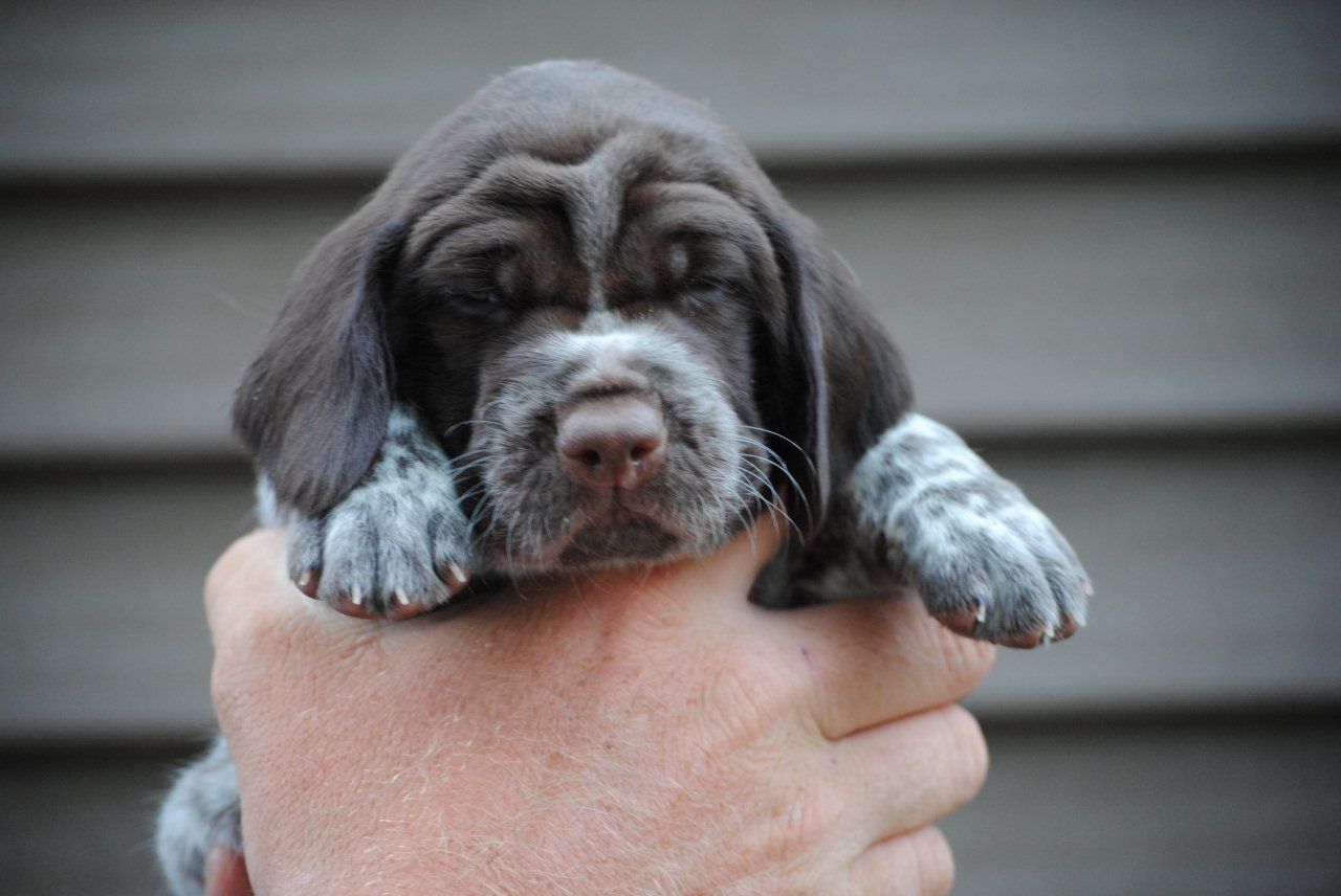 Crystal Ridge Kennels Crystal Kennels - LITTERS