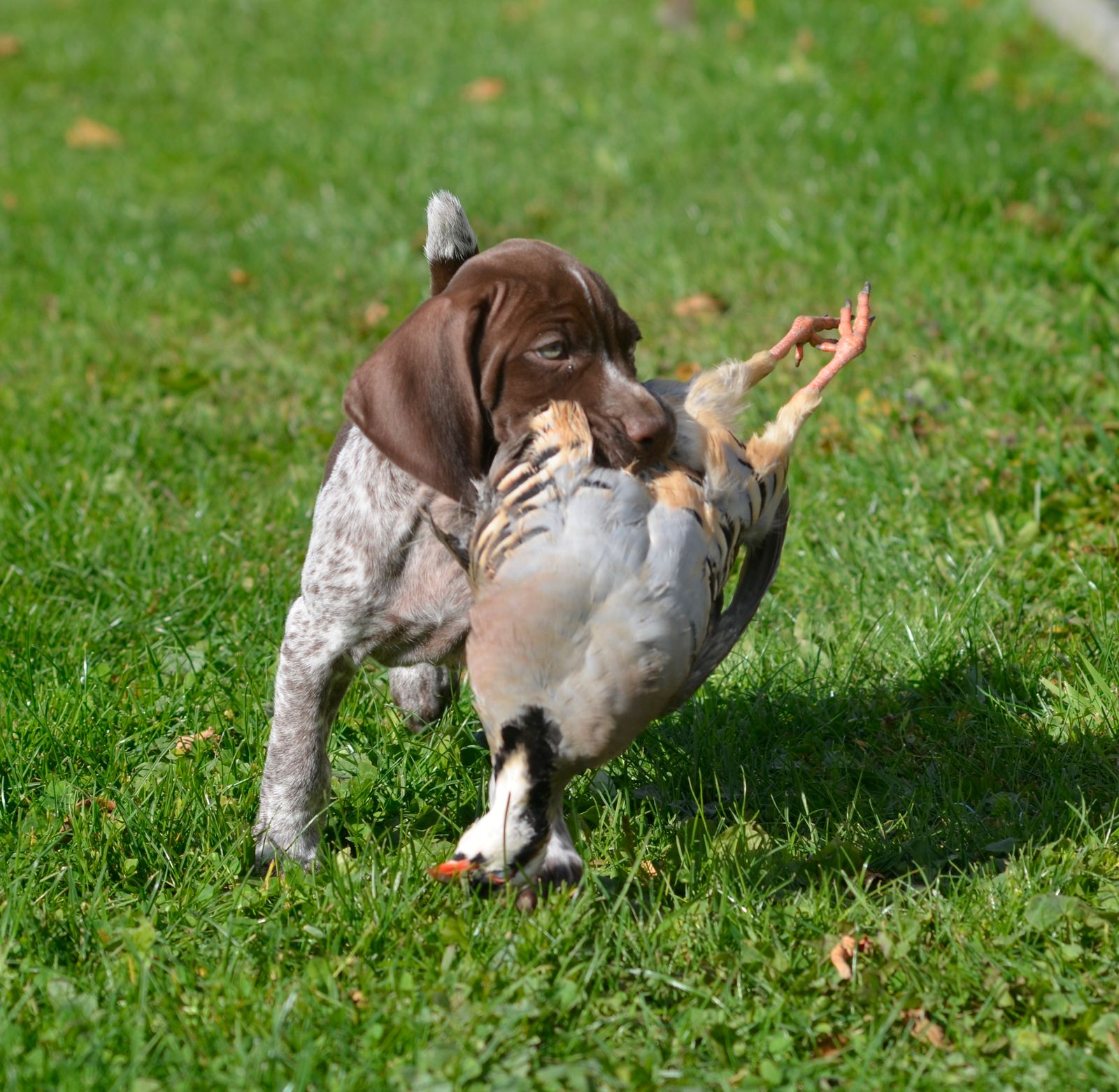 Crystal Ridge Kennels Crystal Kennels - LITTERS